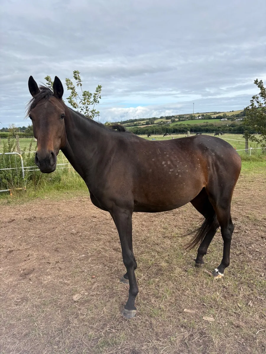 3yo dark bay filly for sale - Image 4