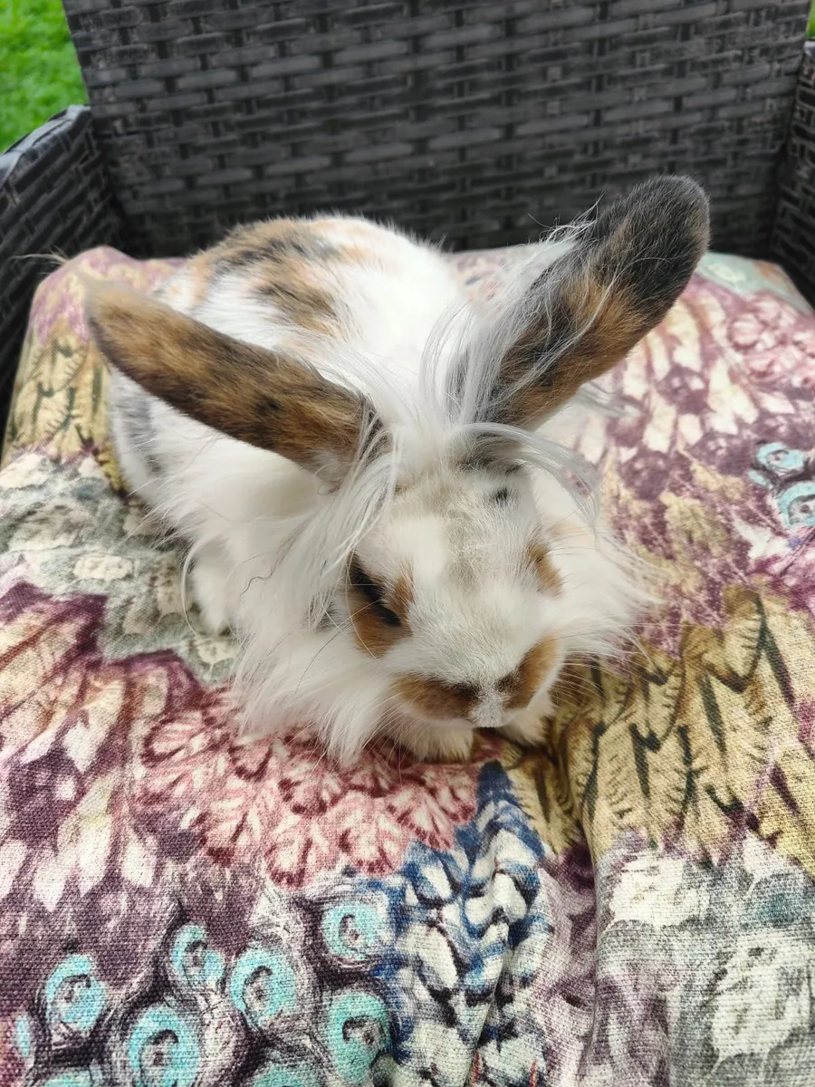 Free baby bunny Rabbit - Image 1