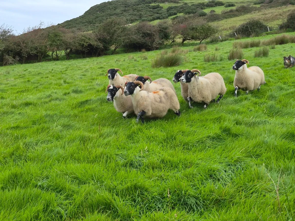Lanark Hoggets - Image 3