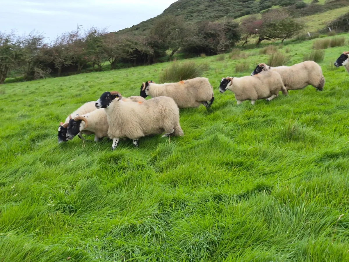 Lanark Hoggets - Image 2