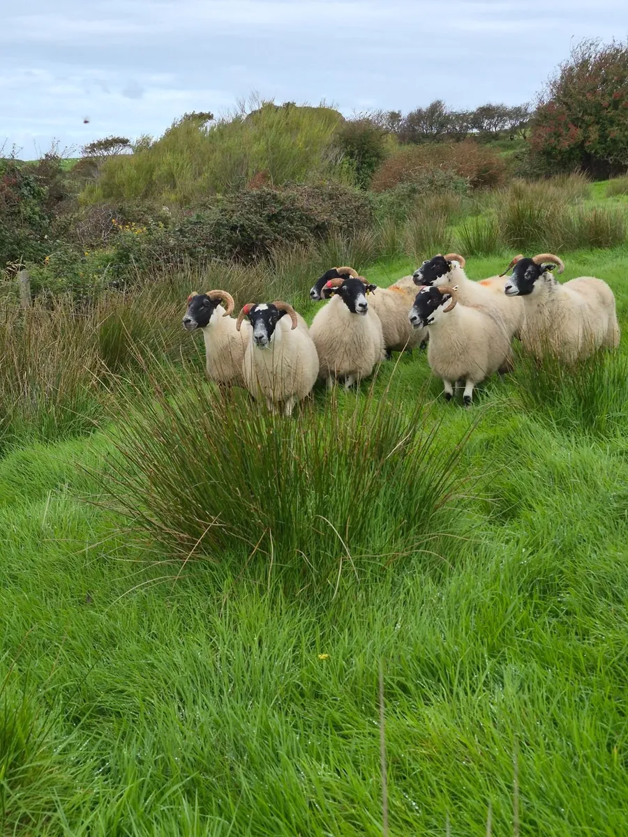 Lanark Hoggets - Image 4