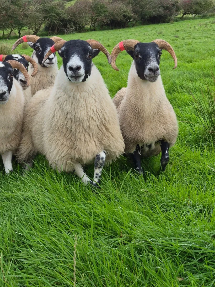 Lanark Hoggets - Image 1