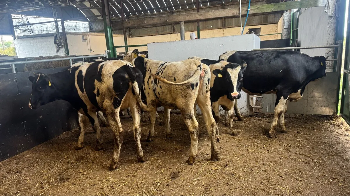 Bulling Heifers - Image 3