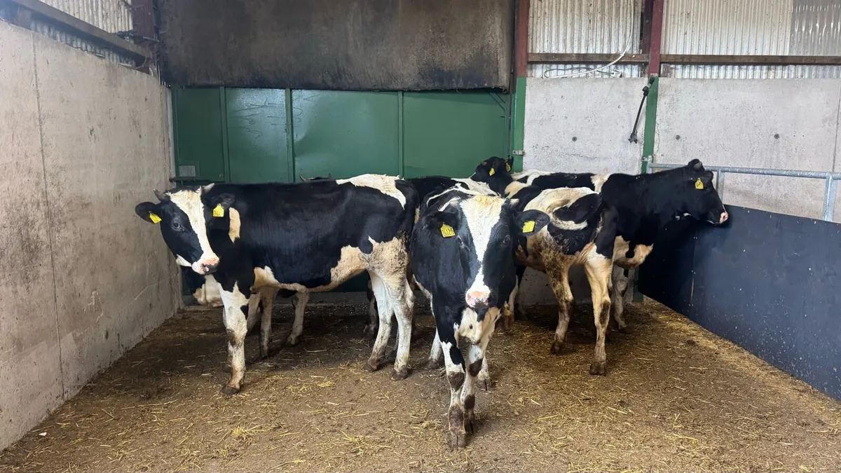 Bulling Heifers - Image 1