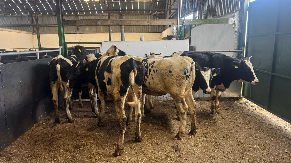 Bulling Heifers - Image 2