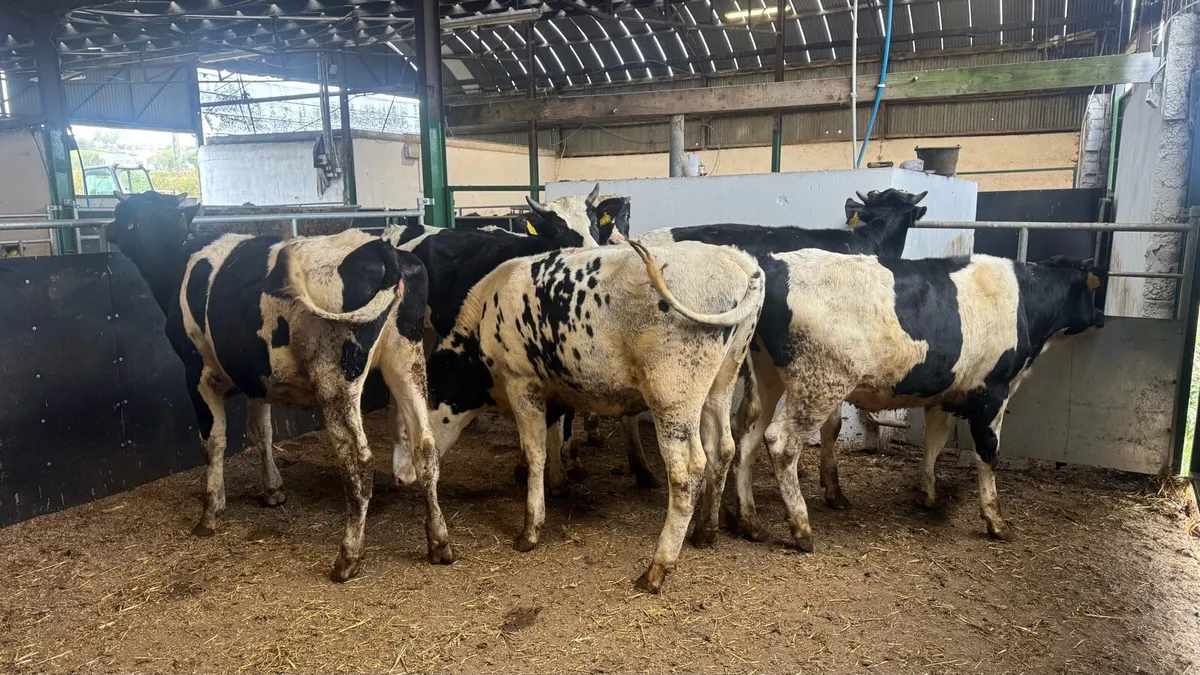 Bulling Heifers - Image 4