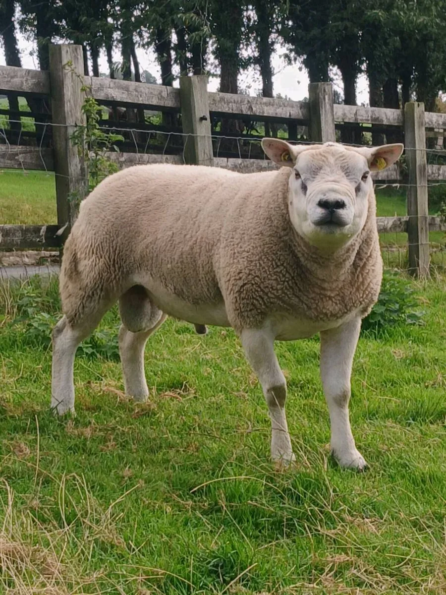 Purebred Texel Hogget Ram - Image 1