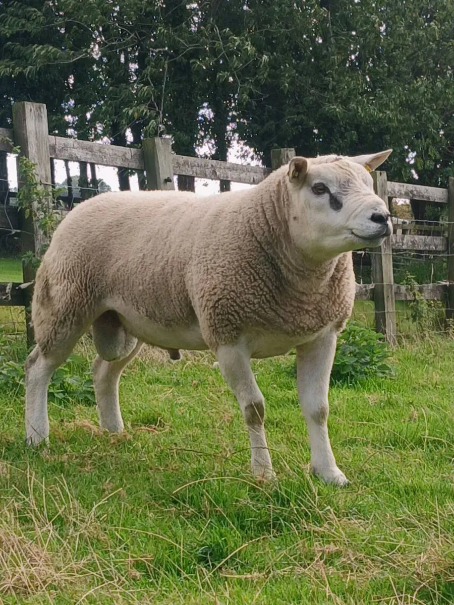 Purebred Texel Hogget Ram - Image 2
