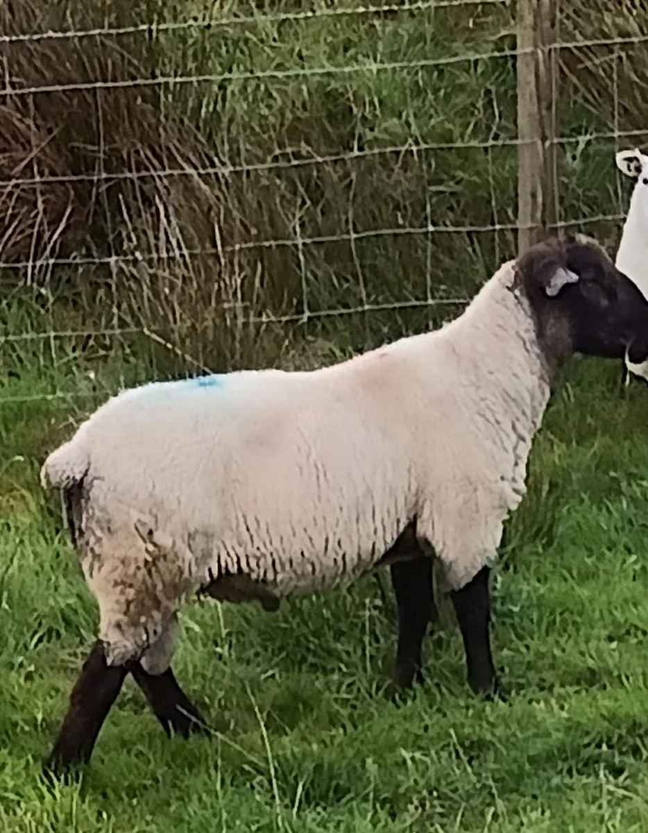 Sheep