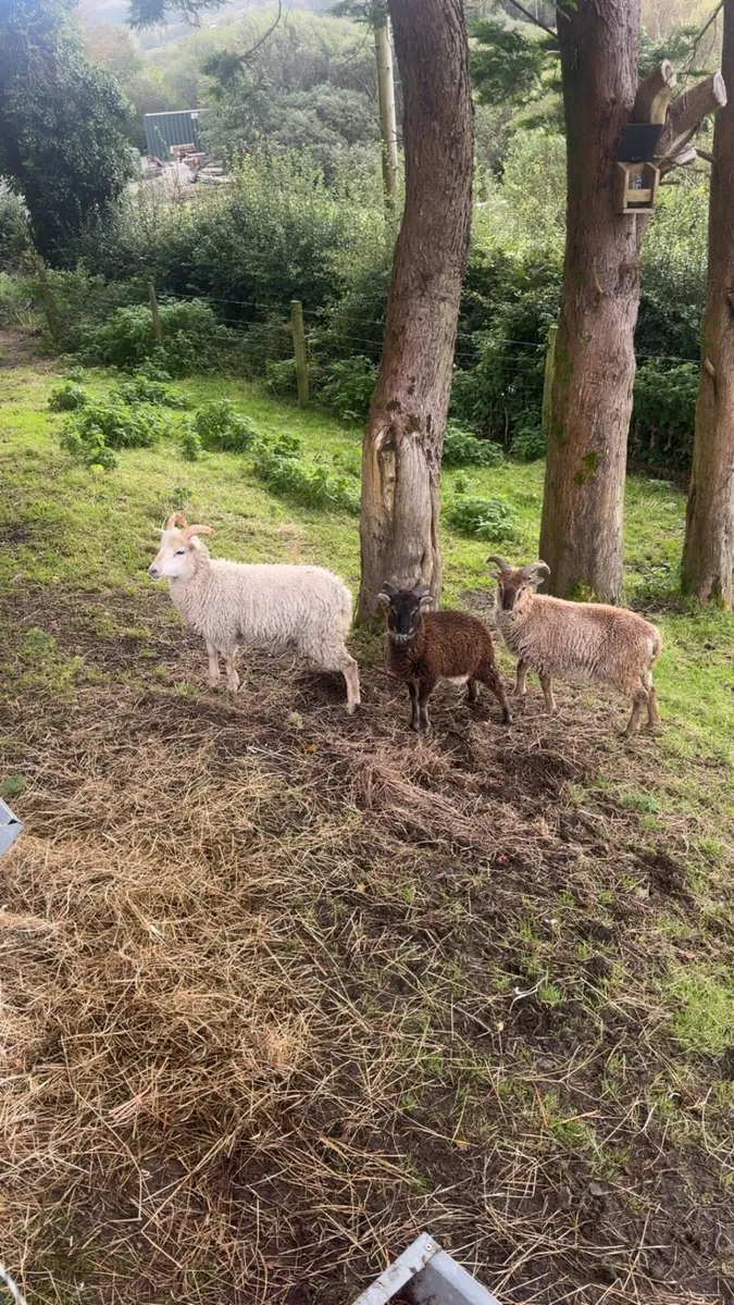 Soay Ram Lambs - Image 1