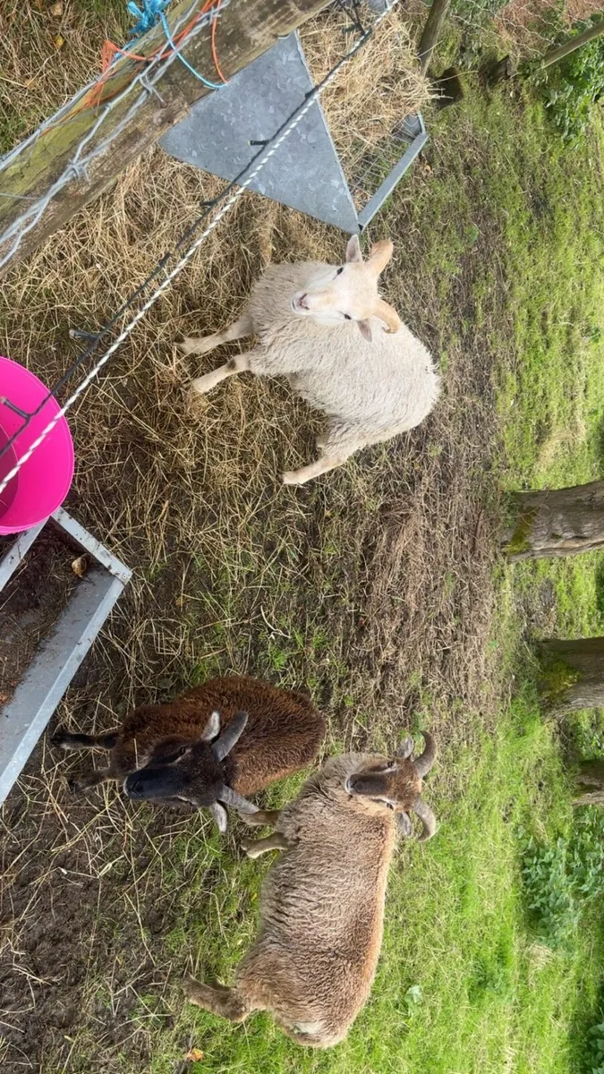 Soay Ram Lambs - Image 2