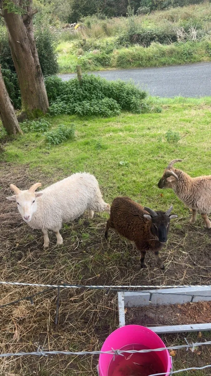 Soay Ram Lambs - Image 3