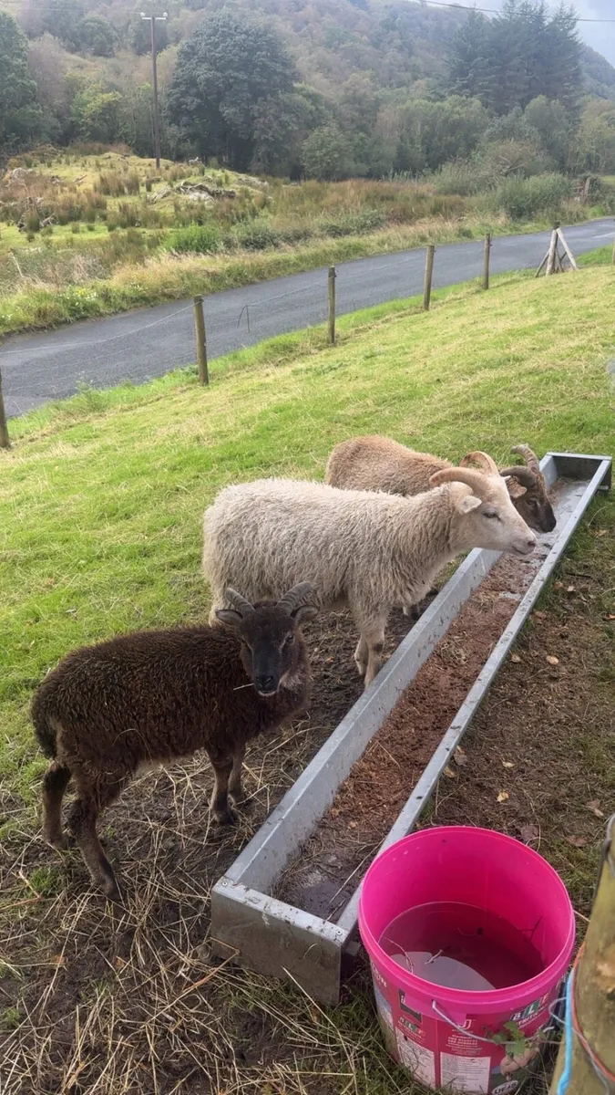 Soay Ram Lambs - Image 4