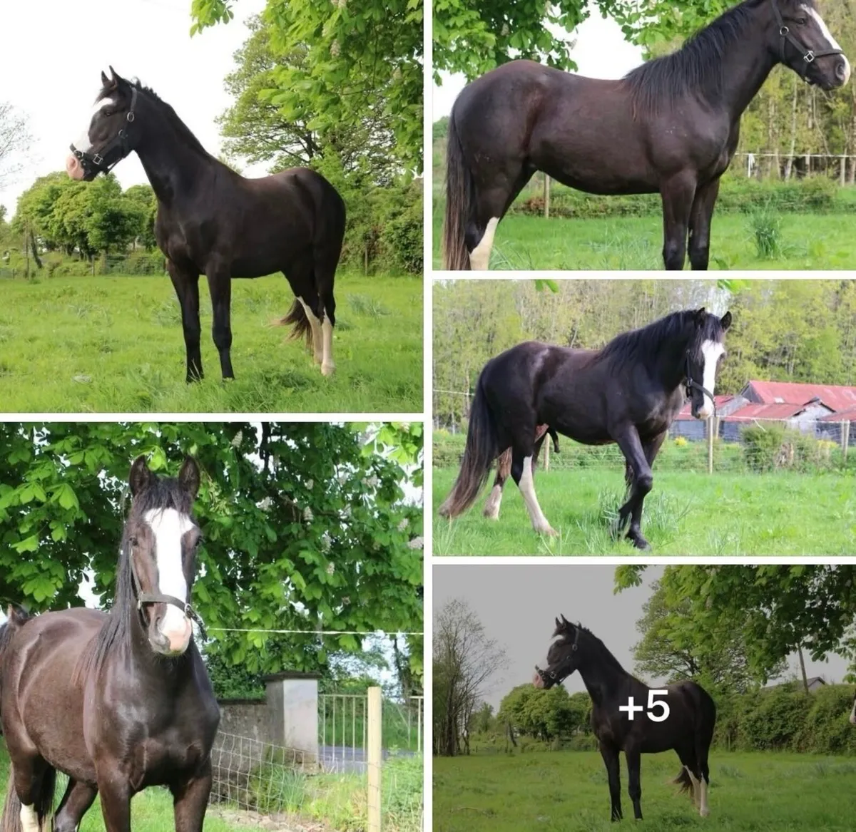 Lightweight Show Cob  15 .2 Rising  4 year old - Image 4