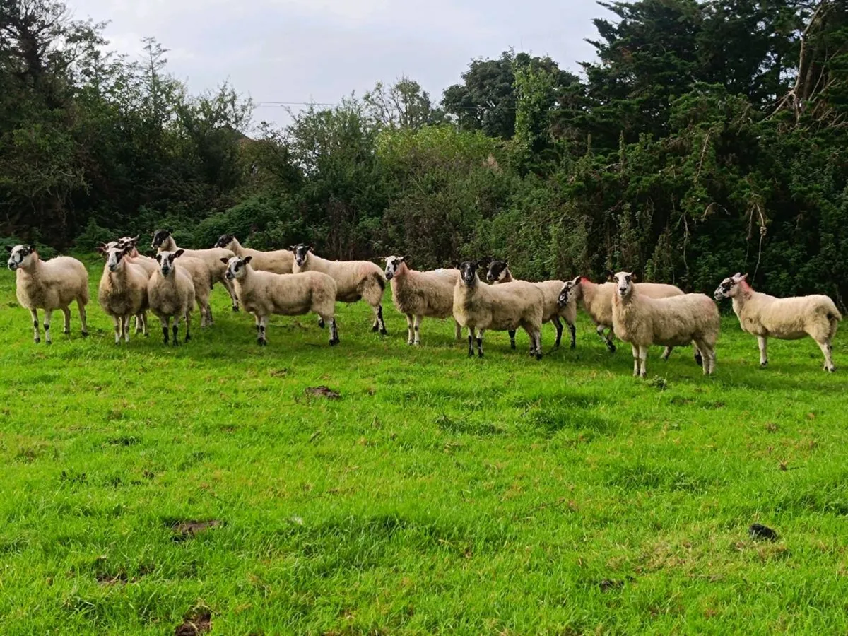 2 year old Mules - Image 3