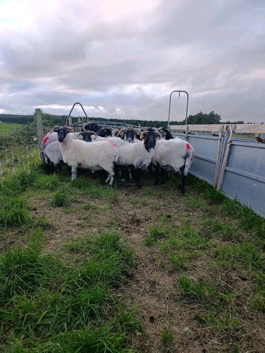 BREEDING EWES AND RAMS - Image 1