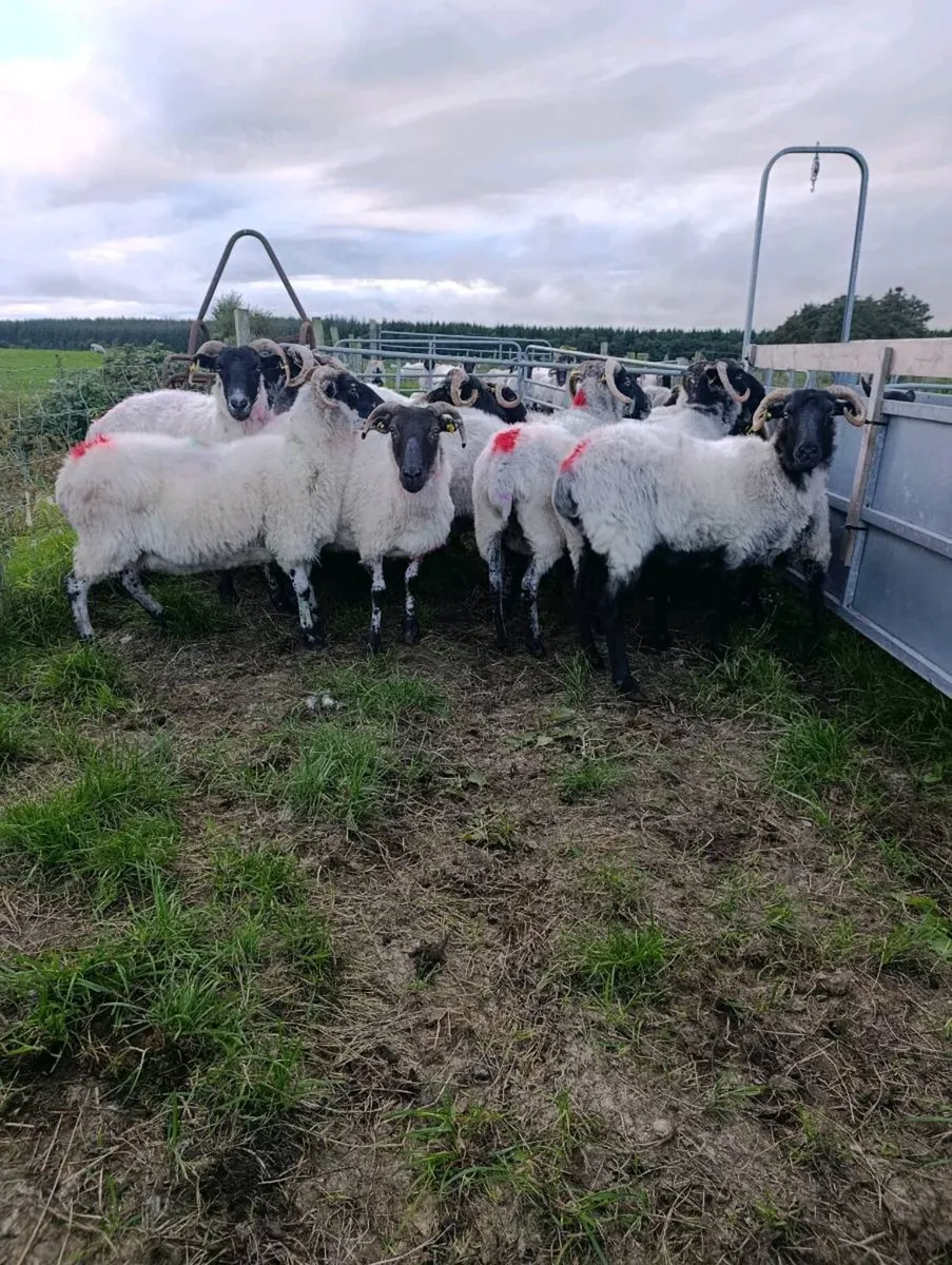 BREEDING EWES AND RAMS - Image 2