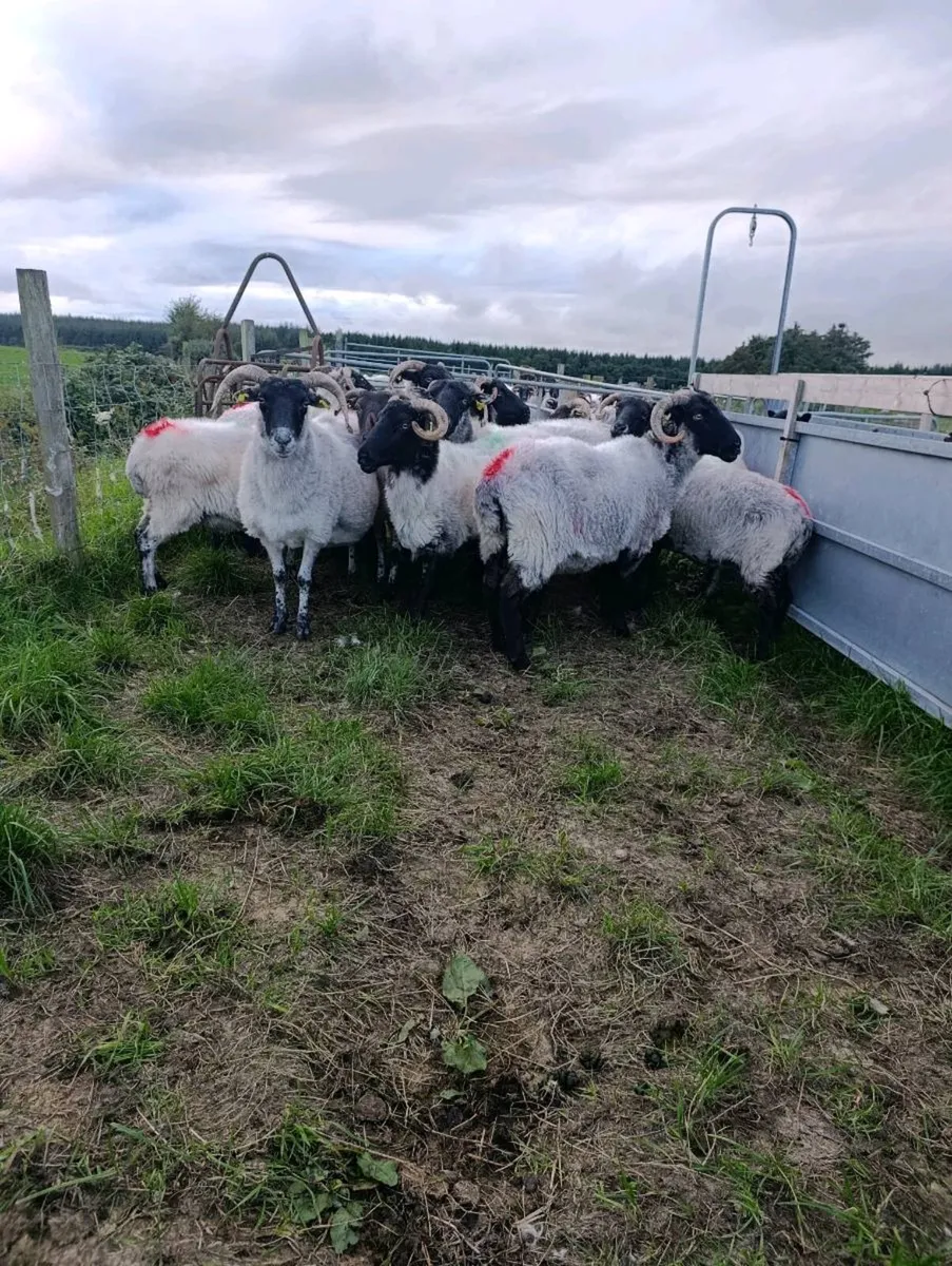 BREEDING EWES AND RAMS - Image 3
