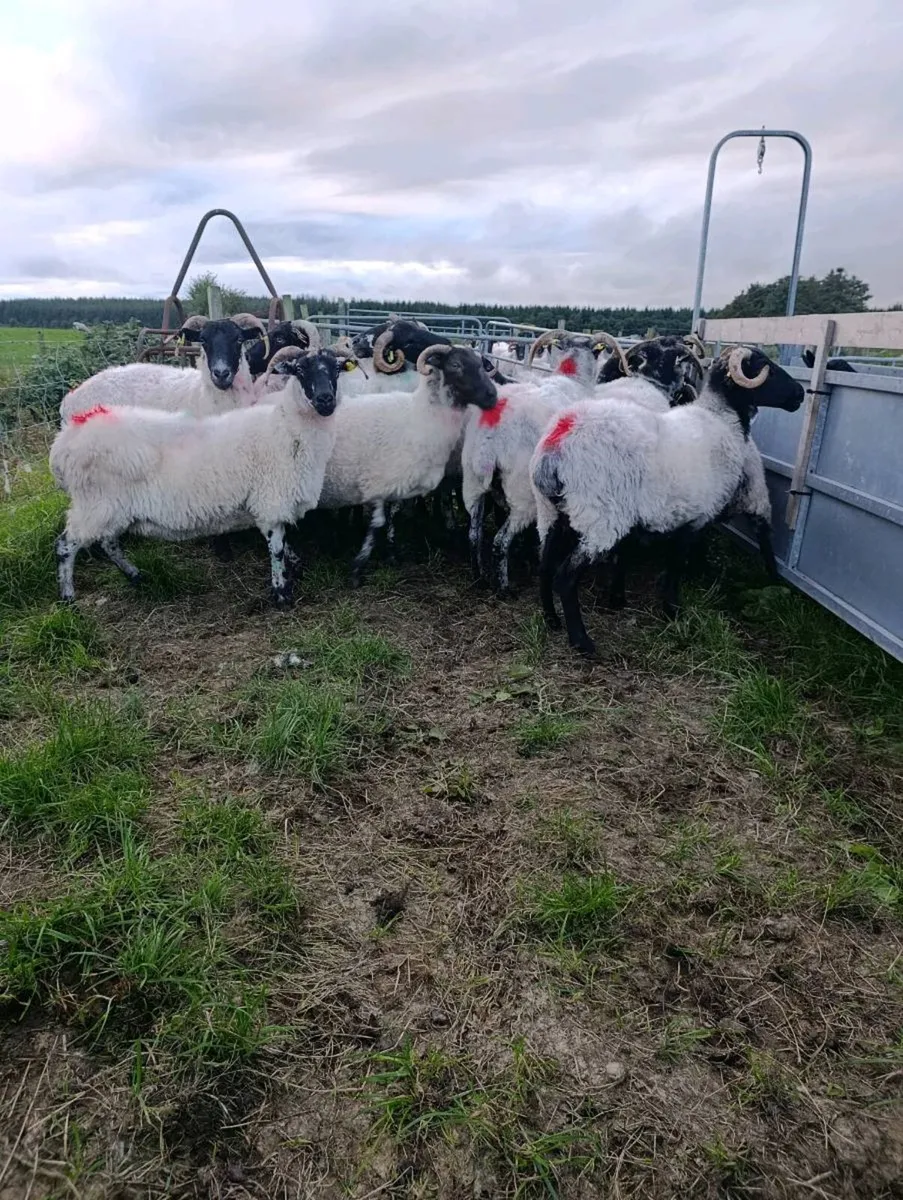 BREEDING EWES AND RAMS - Image 4