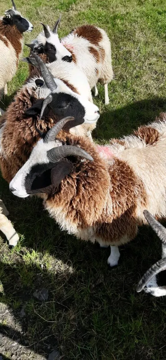 Jacob sheep - Image 1