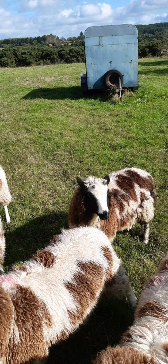 Jacob sheep - Image 2