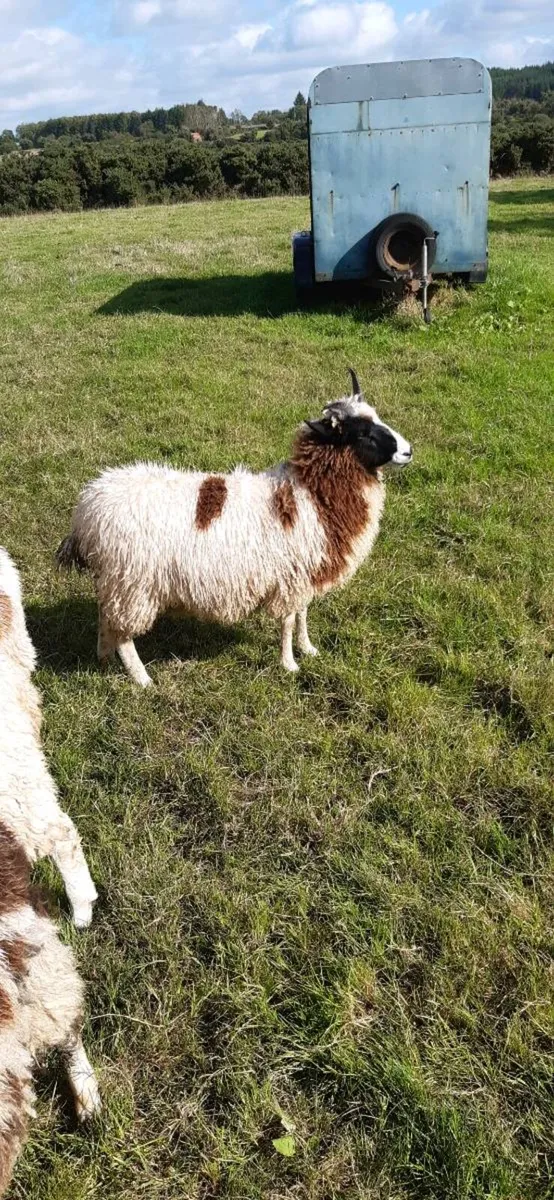 Jacob sheep - Image 3