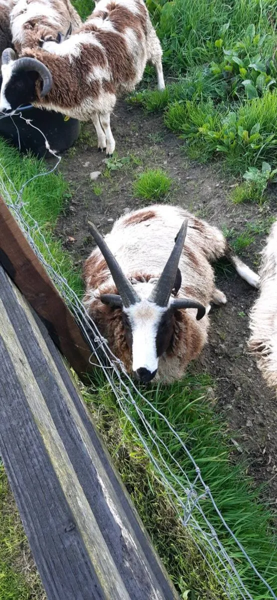 Jacob sheep - Image 4