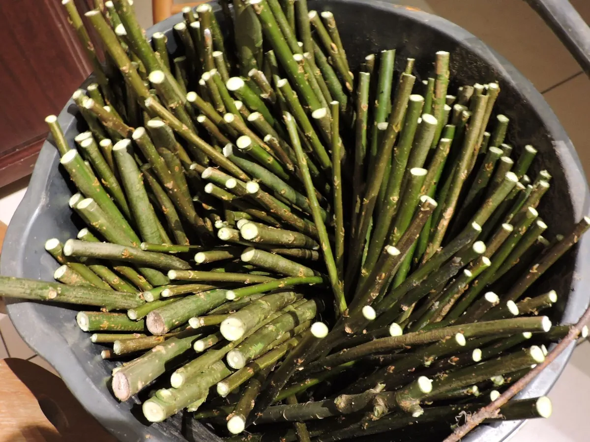 Grow your firewood willow cuttings - order online - Image 3