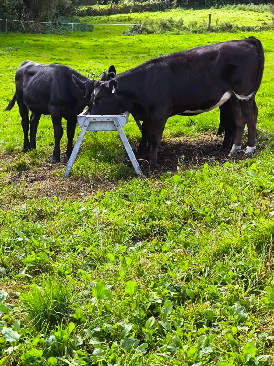 Cattle - Image 1