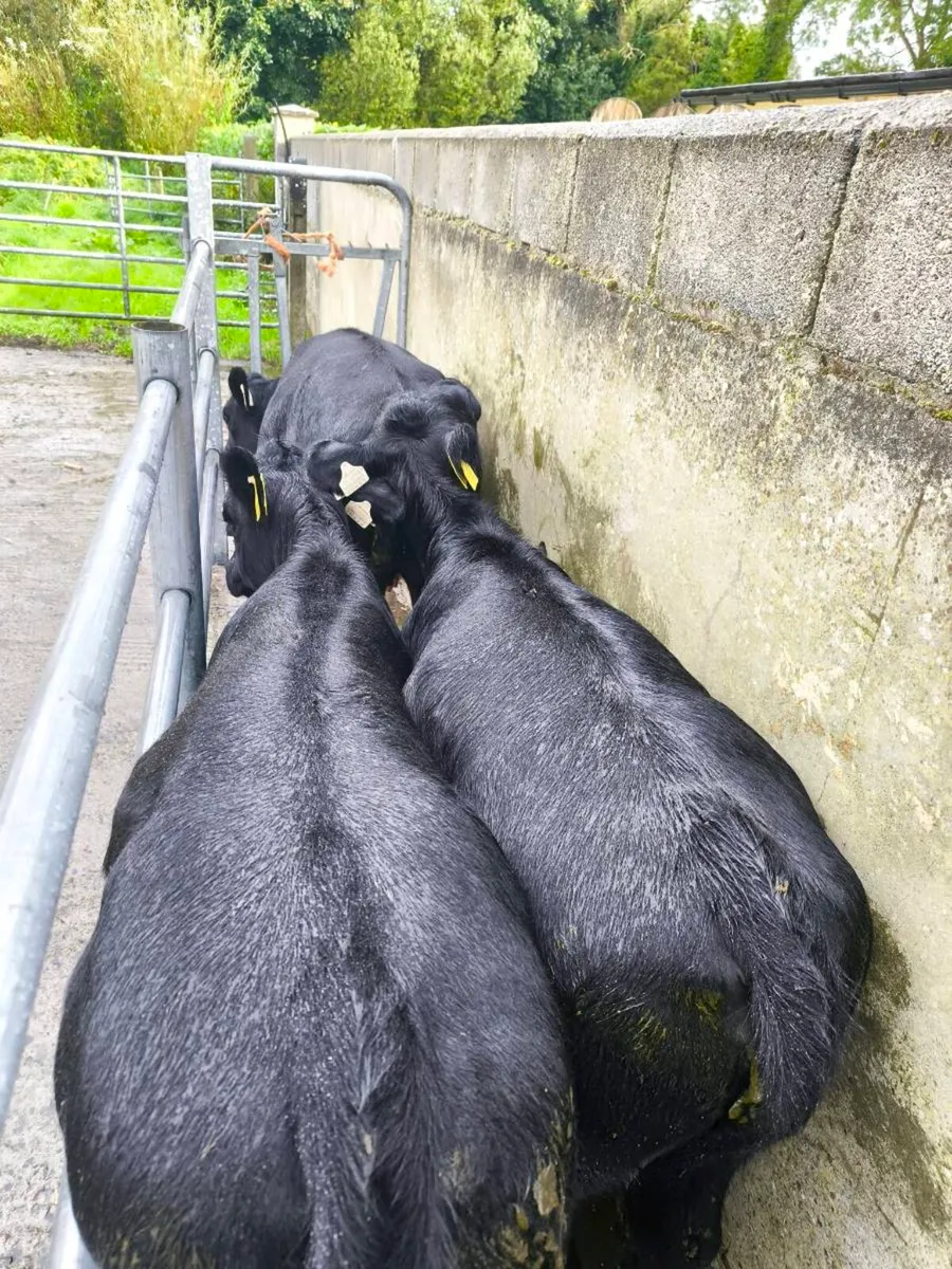 Cattle - Image 2