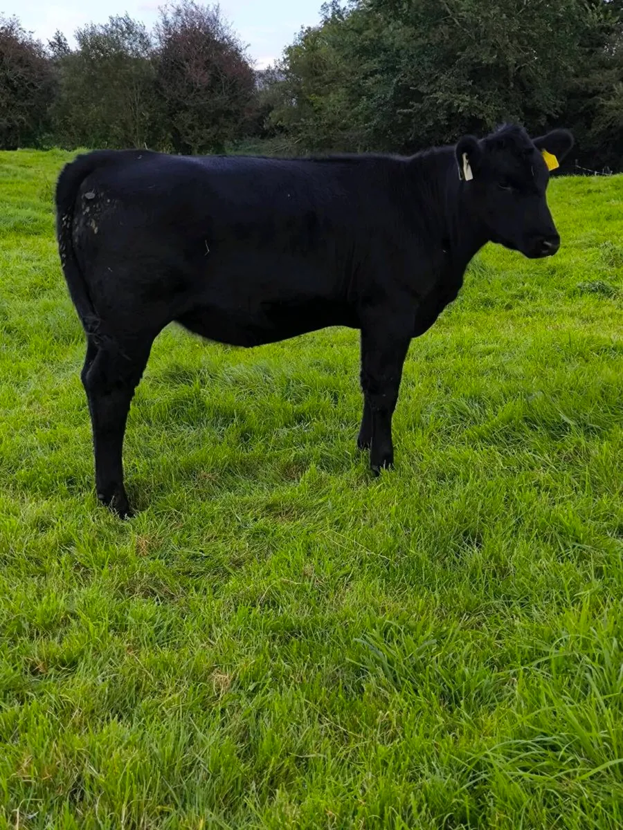 Cattle - Image 3