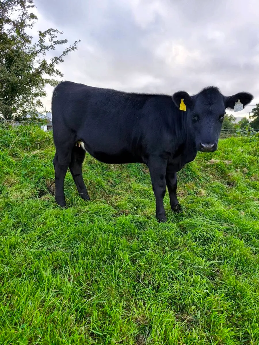 Cattle - Image 4
