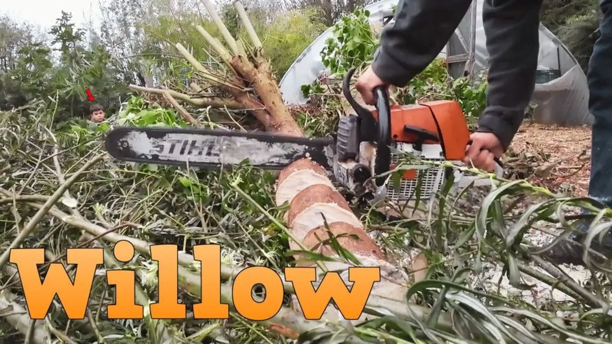 Grow your firewood willow cuttings - order online - Image 1