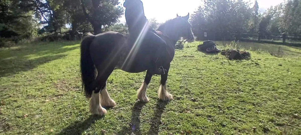 Pony - Image 2
