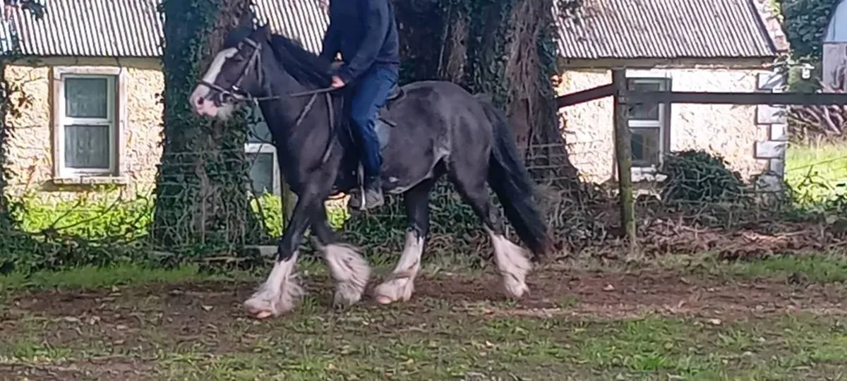 Pony - Image 3