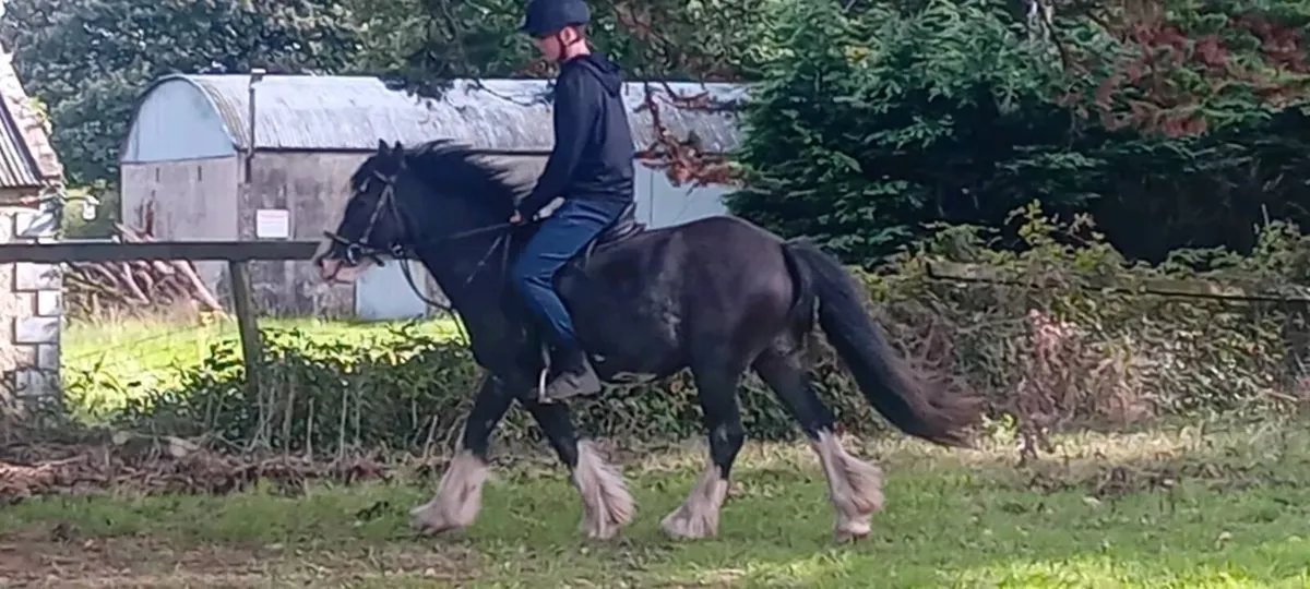 Pony - Image 4