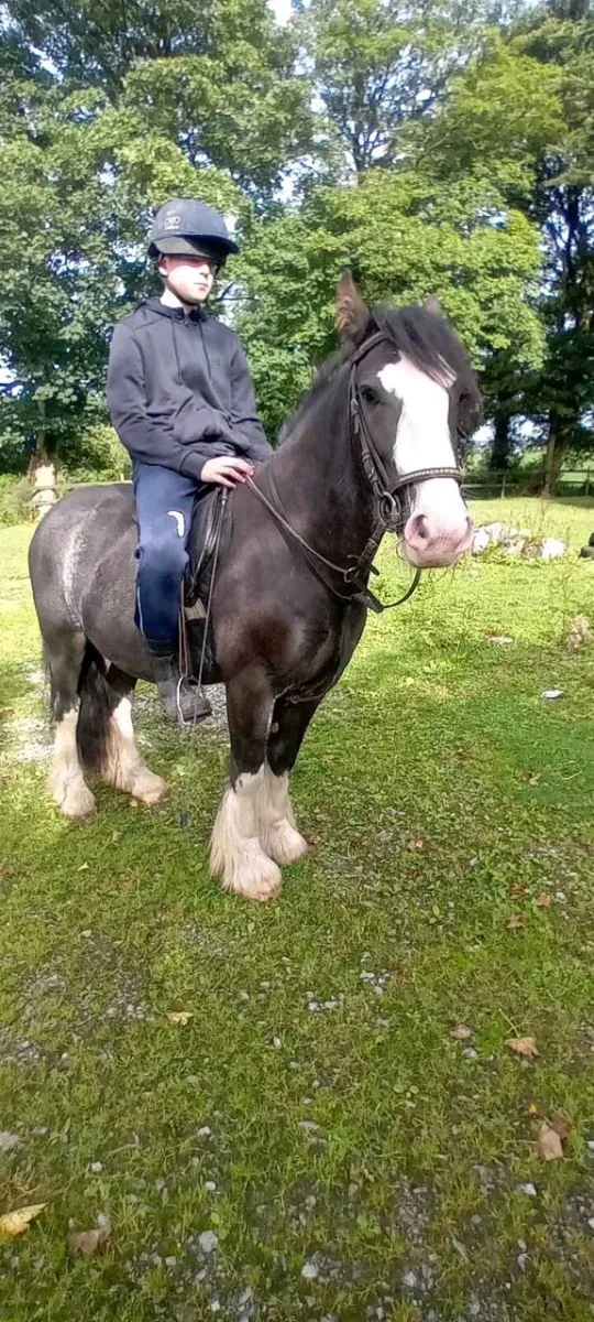 Pony - Image 1