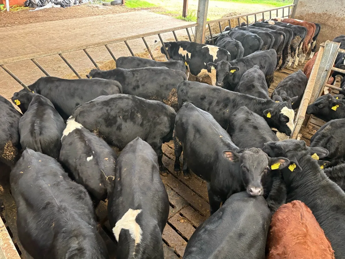 **38 TOP QUALITY WEANLINGS** - Image 1