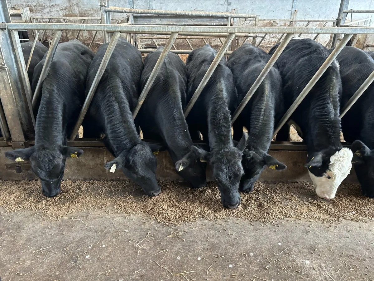 **38 TOP QUALITY WEANLINGS** - Image 2