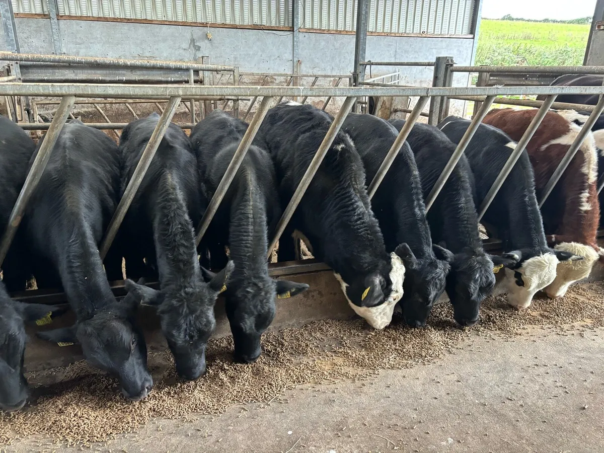 **38 TOP QUALITY WEANLINGS** - Image 3