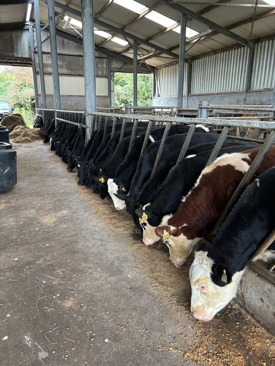 **38 TOP QUALITY WEANLINGS** - Image 4