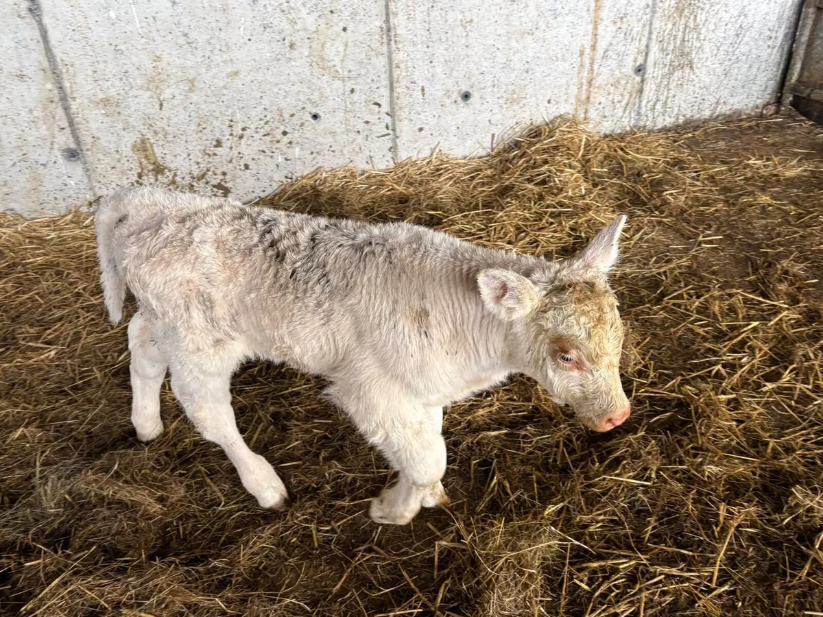 Charolais Calf for Sale - Image 2