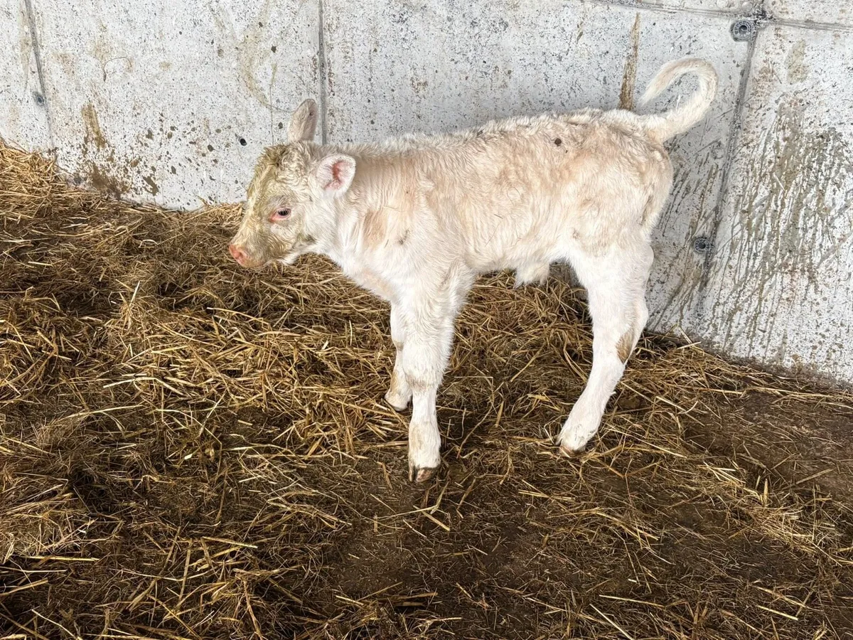 Charolais Calf for Sale - Image 3