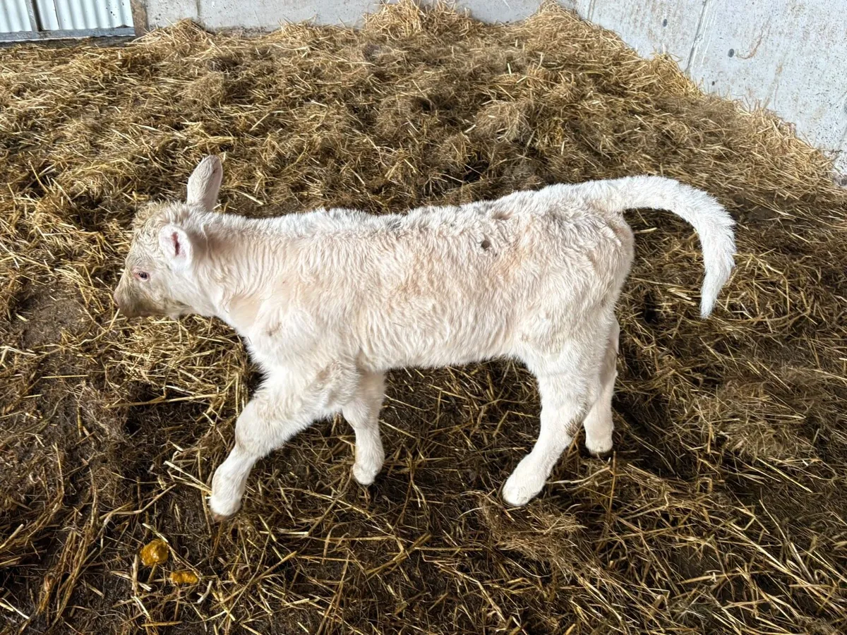 Charolais Calf for Sale - Image 4