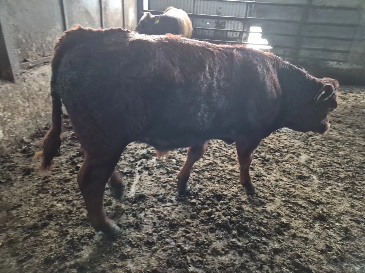 Weanling bullock - Image 2