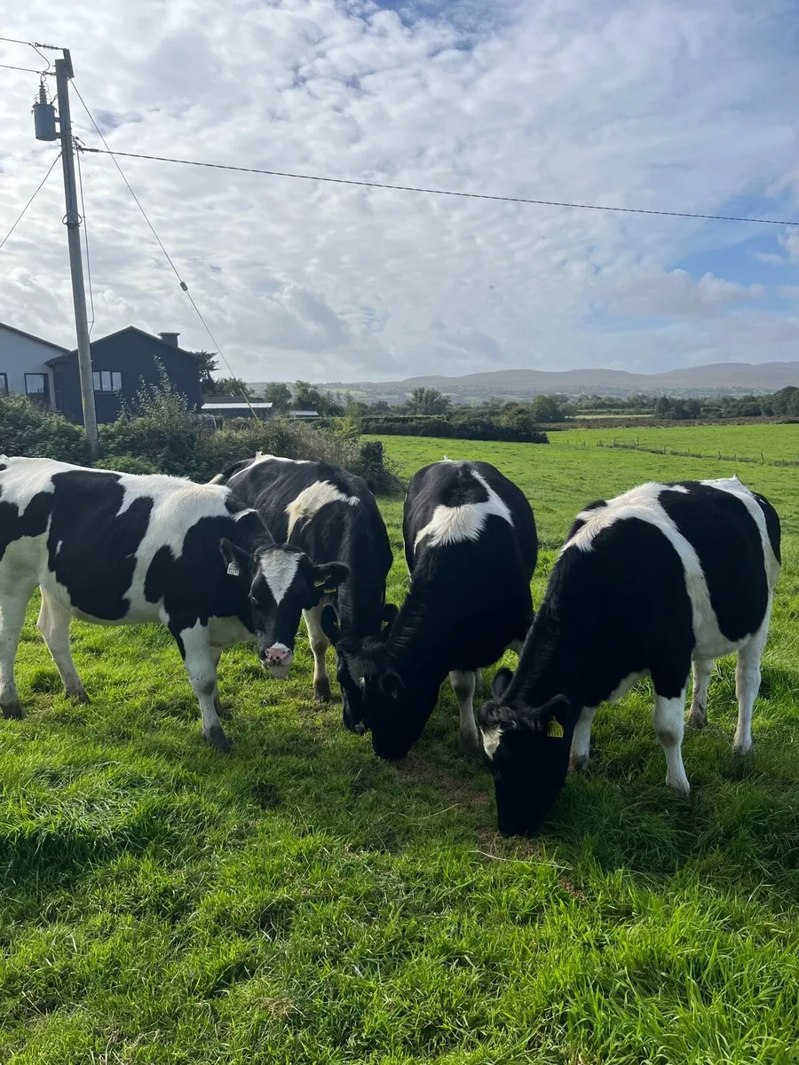 Maiden Heifers