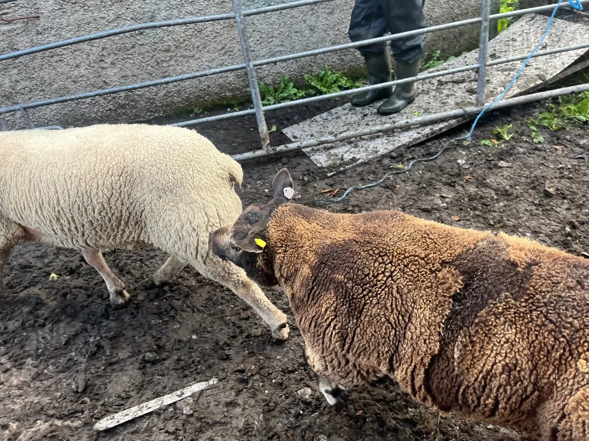 Sheep - Image 2