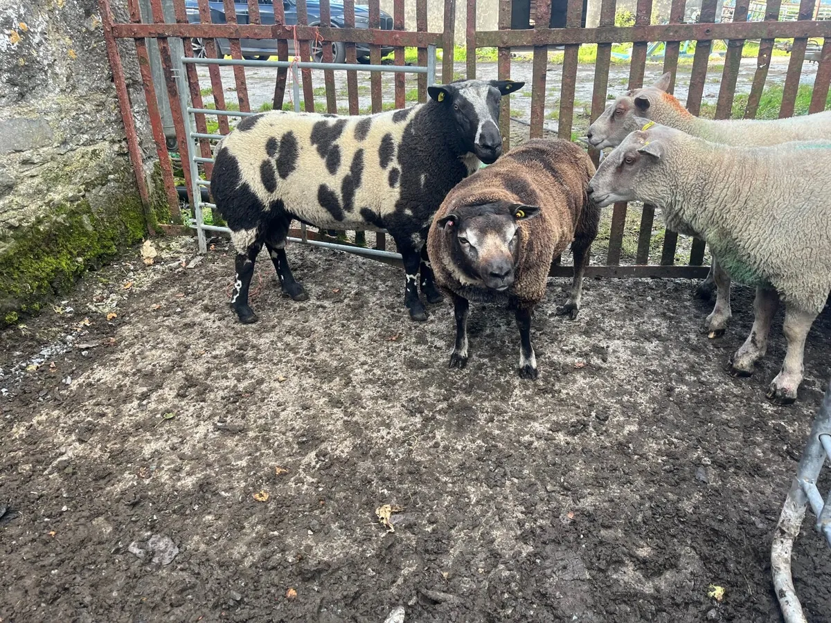 Sheep - Image 3