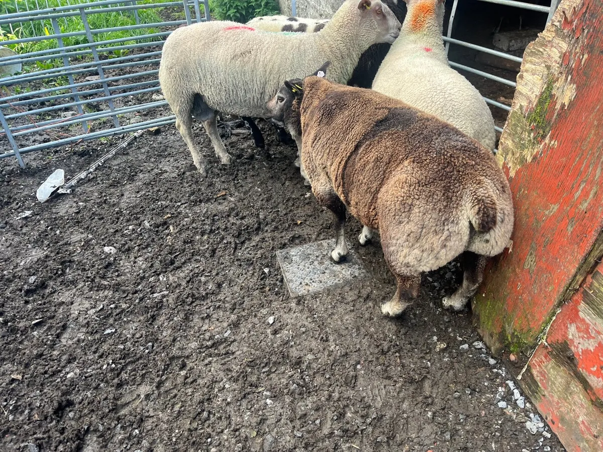 Sheep - Image 4