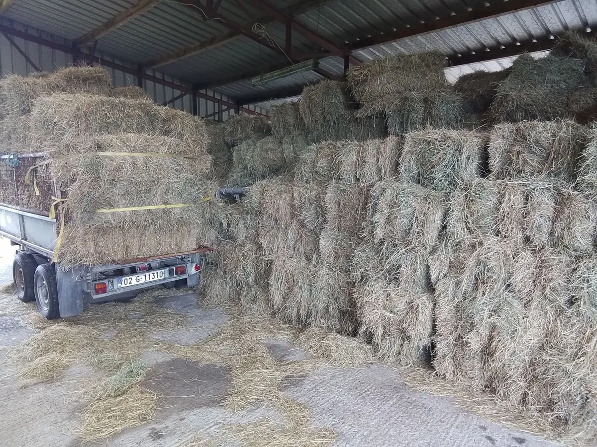 Hay square bales - Image 2